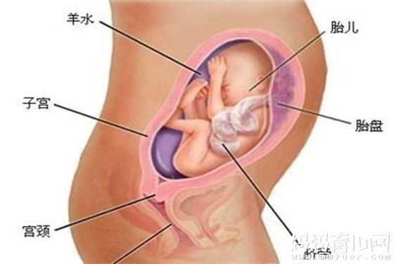 比较供卵试管机构，涨姿势！原来怀孕六个月男胎儿图长这样！！！